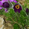 1dfh-garten-08042010-05