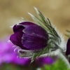 1dfh-garten-08042010-06