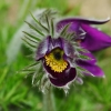 1dfh-garten-08042010-07