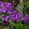 1dfh-garten-08042010-03