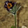 1dfh-garten-08042010-04