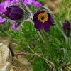 1dfh-garten-08042010-05