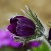 1dfh-garten-08042010-06