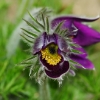 1dfh-garten-08042010-07
