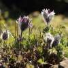 Garten Küchenschelle 08.04.2015
