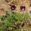 Garten Küchenschelle 08.04.2015