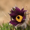 Garten Küchenschelle 08.04.2015