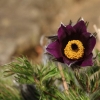 Garten Küchenschelle 08.04.2015