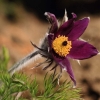 Garten Küchenschelle 08.04.2015