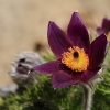 Garten Küchenschelle 08.04.2015