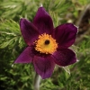 Garten Küchenschelle 08.04.2015
