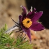 Garten Küchenschelle 08.04.2015