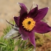 Garten Küchenschelle 08.04.2015