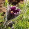 Garten Küchenschelle 08.04.2015