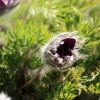 Garten Küchenschelle 08.04.2015