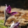 Garten Küchenschelle 08.04.2015