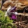 Garten Küchenschelle 08.04.2015