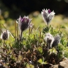 Garten Küchenschelle 08.04.2015