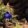 Garten Küchenschelle 08.04.2015