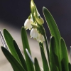 Garten Küchenschelle 08.04.2015
