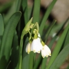 Garten Küchenschelle 08.04.2015