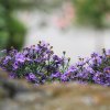 Garten 08.10.2016