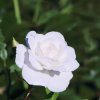 Garten 09.07.2016
