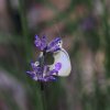 Garten 09.07.2016