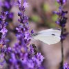 Garten 09.07.2016