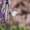 Garten 09.07.2016