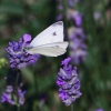 Garten 09.07.2016