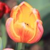 Garten 10.04.2014