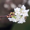 Garten 10.04.2014