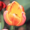 Garten 10.04.2014