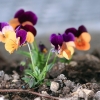 Garten 10.04.2014