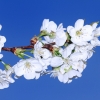 Garten 10.04.2014
