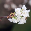 Garten 10.04.2014