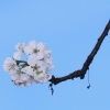 Garten 10.04.2014