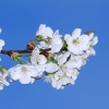 Garten 10.04.2014