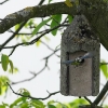 Blaumeise