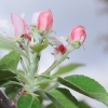 Garten 10.05.2013