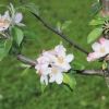 Garten 10.05.2013