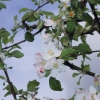 Garten 10.05.2013