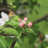 Garten 10.05.2013