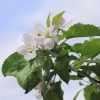 Garten 10.05.2013