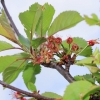 Garten 10.05.2013