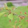 Garten 10.05.2013