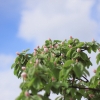 Garten 10.05.2013