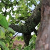 Garten 10.05.2013