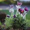 Garten 12.04.2015